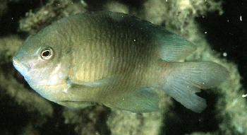  Pomacentrus simsiang (Blueback Damselfish)
